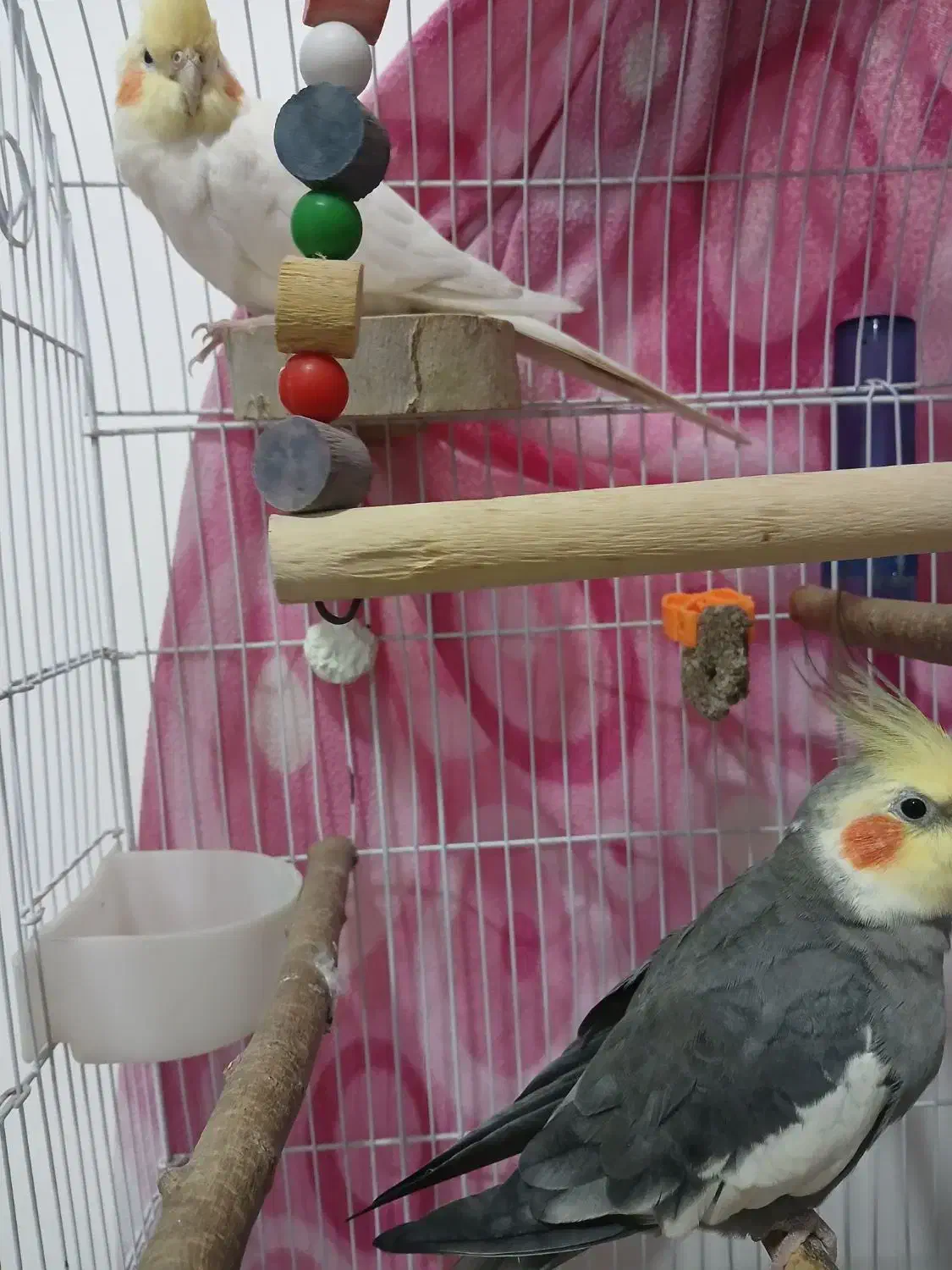 دو عدد عروس هلندی نر|پرنده|ساری, |دیوار