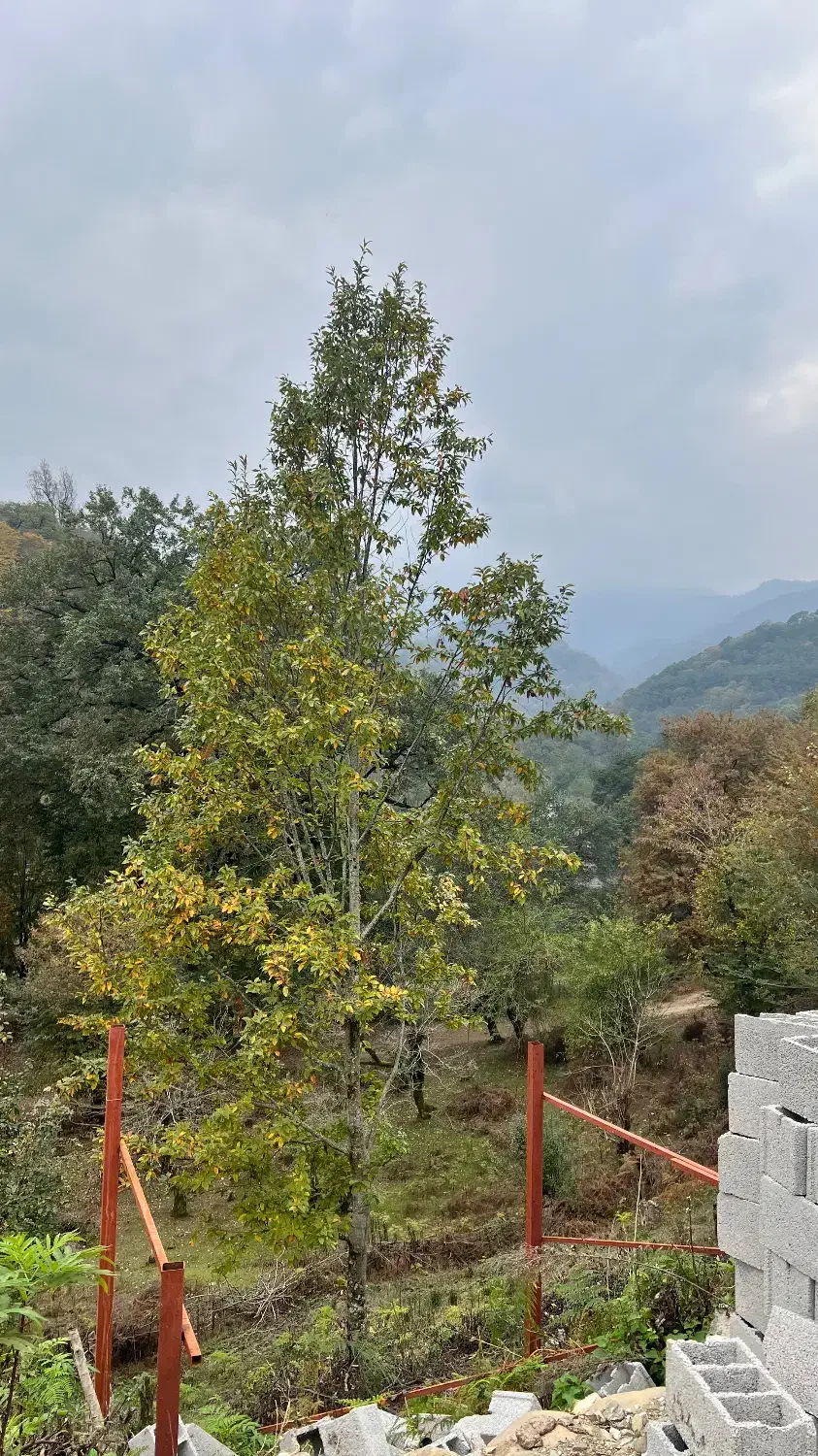 تراس ویلات بشین صدای رودخونه با چشم انداز جنگل|فروش خانه و ویلا|اسالم, |دیوار