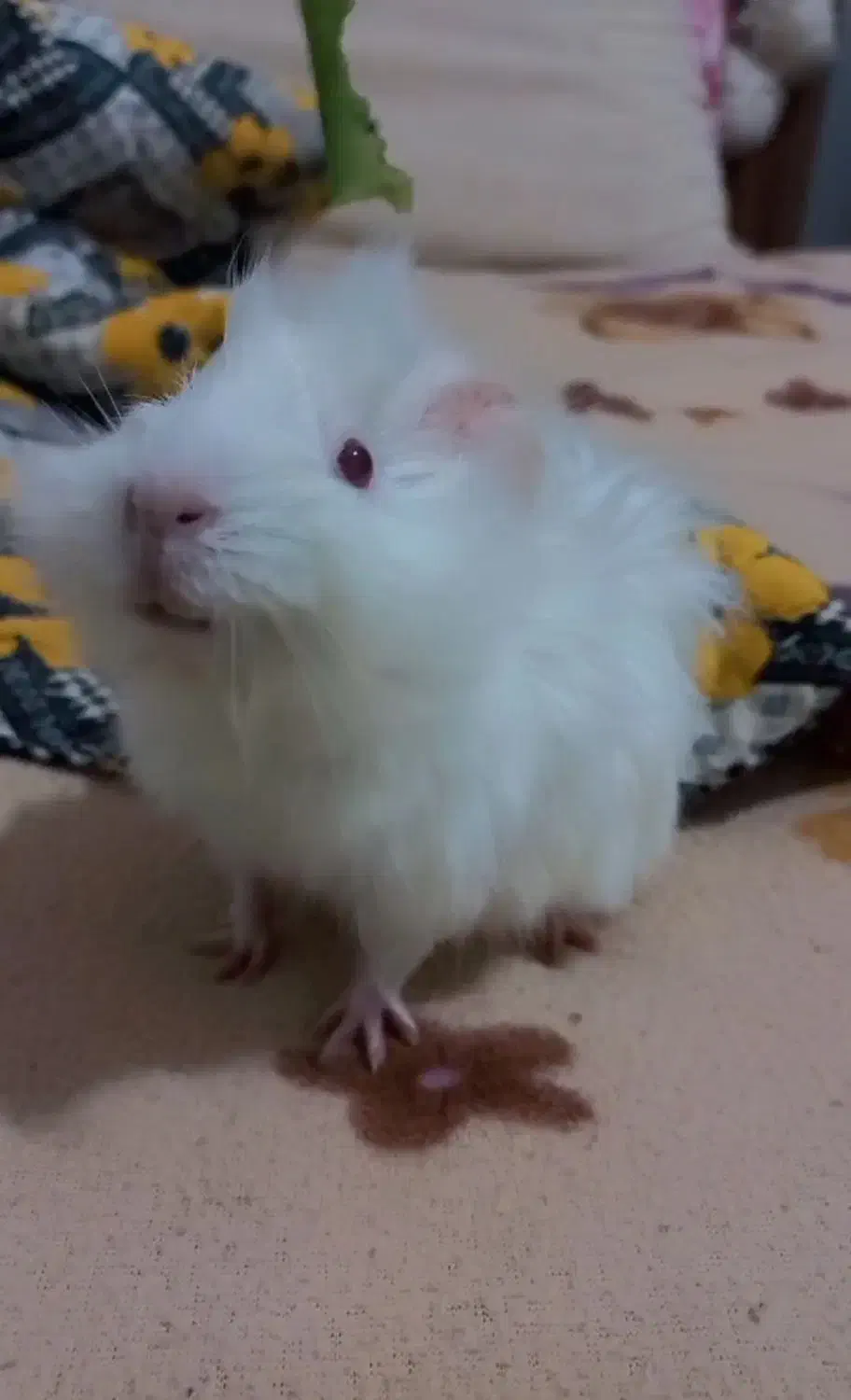 خوکچه هندی زیر قیمت|موش و خرگوش|نظرآباد, مسکن مهر نظرآباد|دیوار