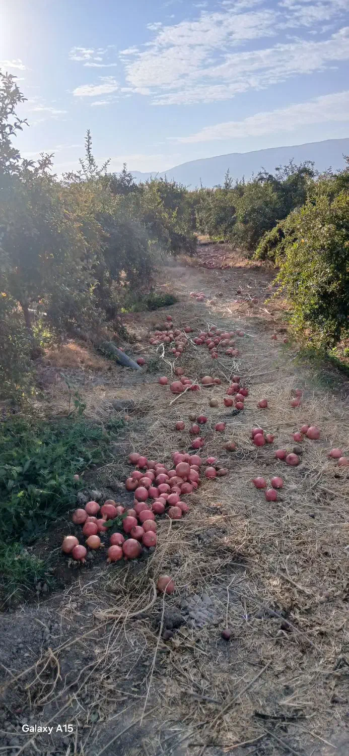 انار درجه یک|عمدهفروشی|کوهنانی, |دیوار
