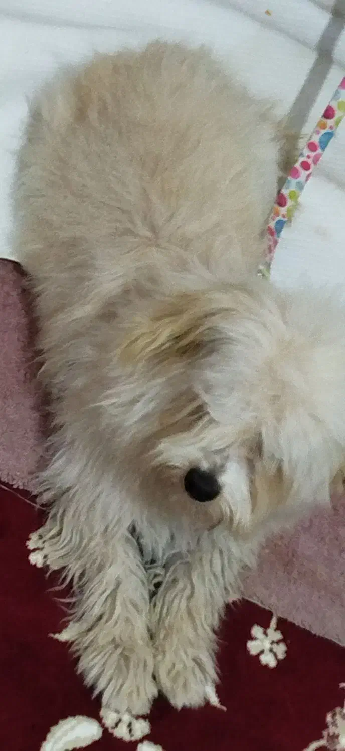 سگنژادشیتزوکراس،ونژاداشپیزپامر|سگ|شیراز, داریون|دیوار