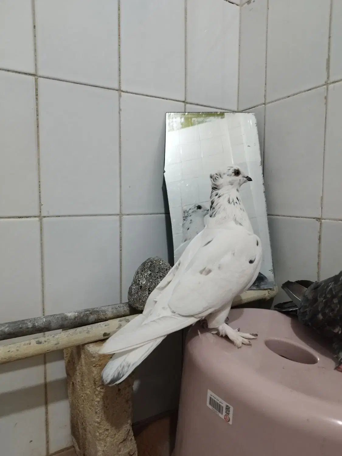 کبوتر|پرنده|کرج, پیشاهنگی|دیوار