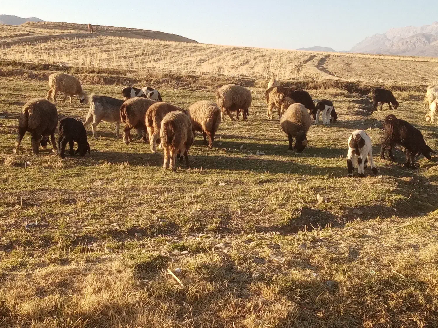 بز و میش بره دار به فروش میرسد|حیوانات مزرعه|یاسوج, |دیوار