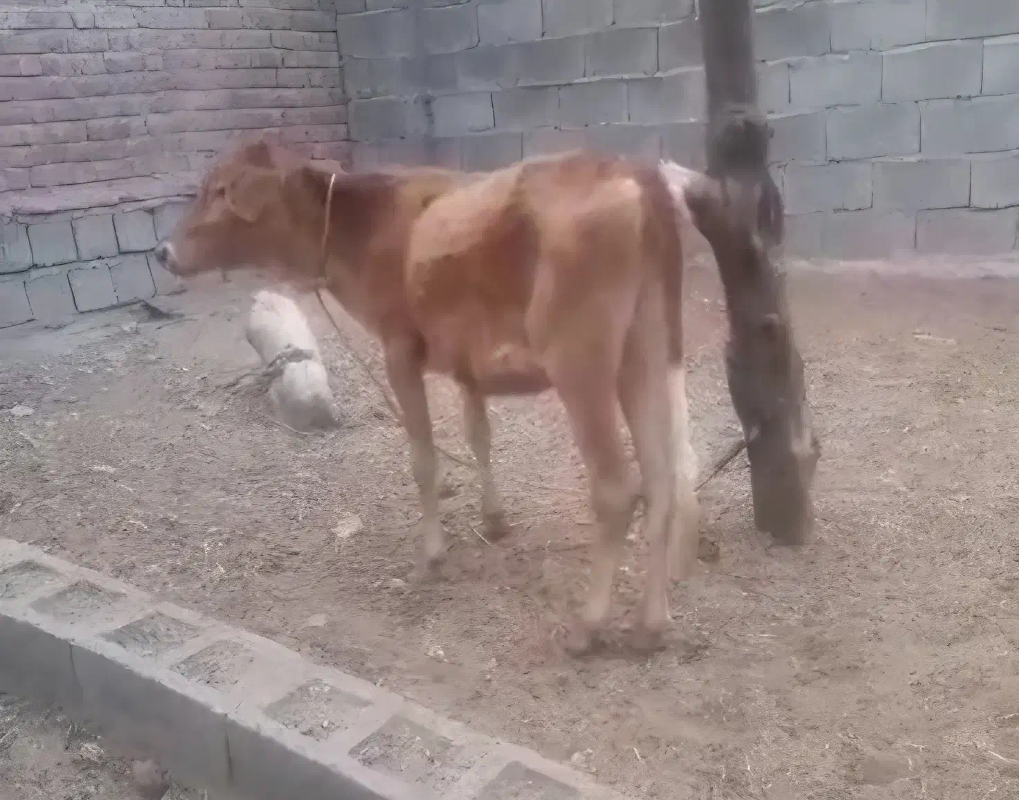 گاو و گوساله ماده بومی|حیوانات مزرعه|اردکان, |دیوار