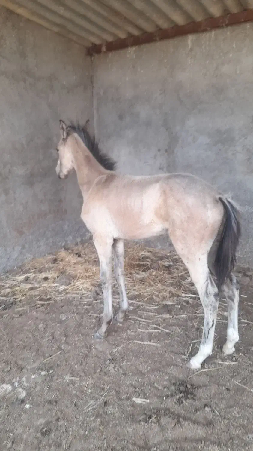 کره خدیورقه|اسب و تجهیزات اسب‌سواری|نیشابور, دارایی|دیوار