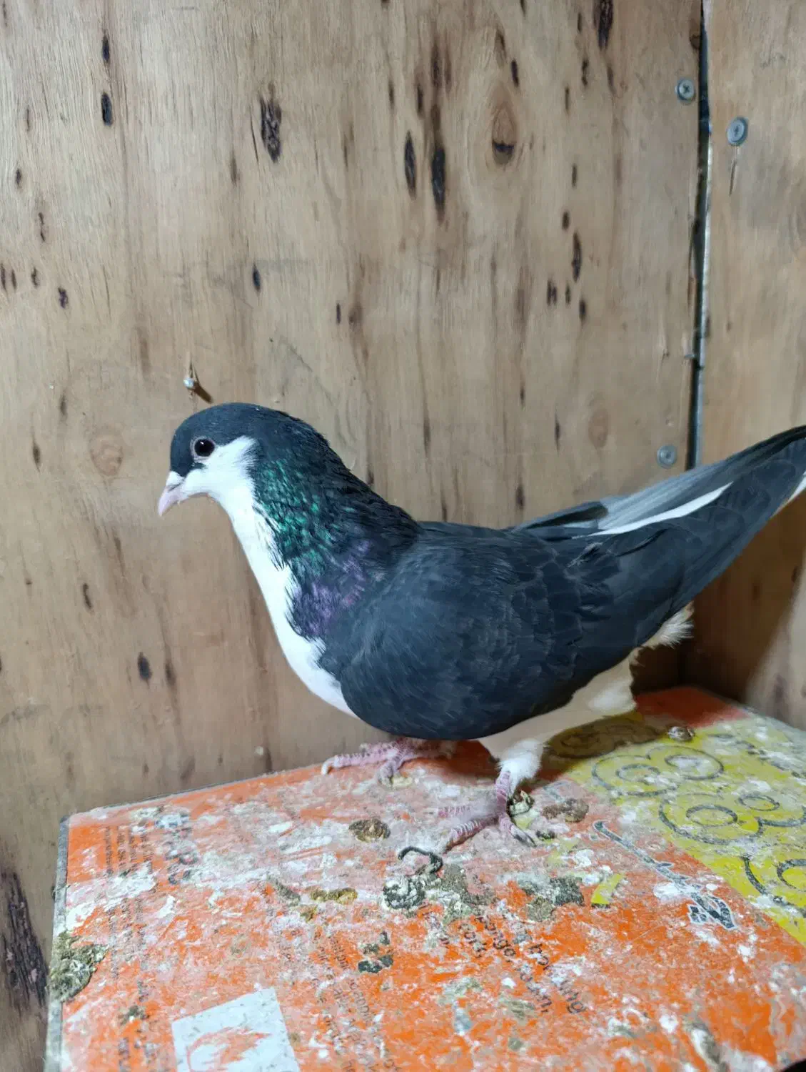 چادری|پرنده|تهران, بازار|دیوار