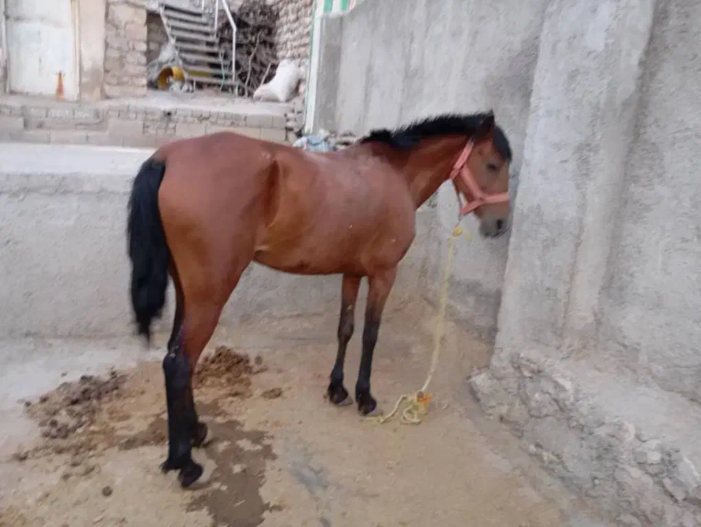 مادیان اصیل کرد|اسب و تجهیزات اسب‌سواری|خرم‌آباد, |دیوار