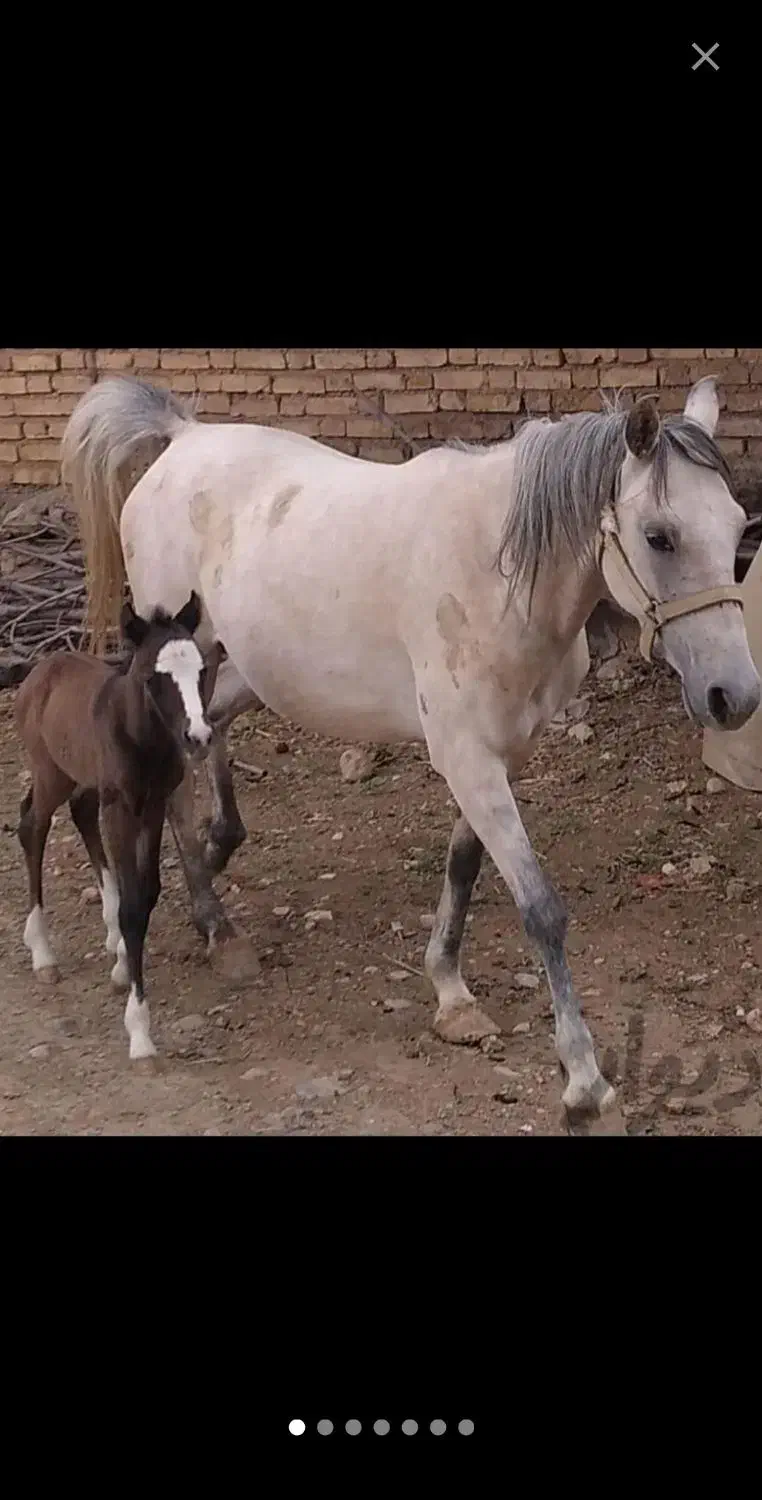 اسب مادیون|اسب و تجهیزات اسب‌سواری|پادنا, |دیوار