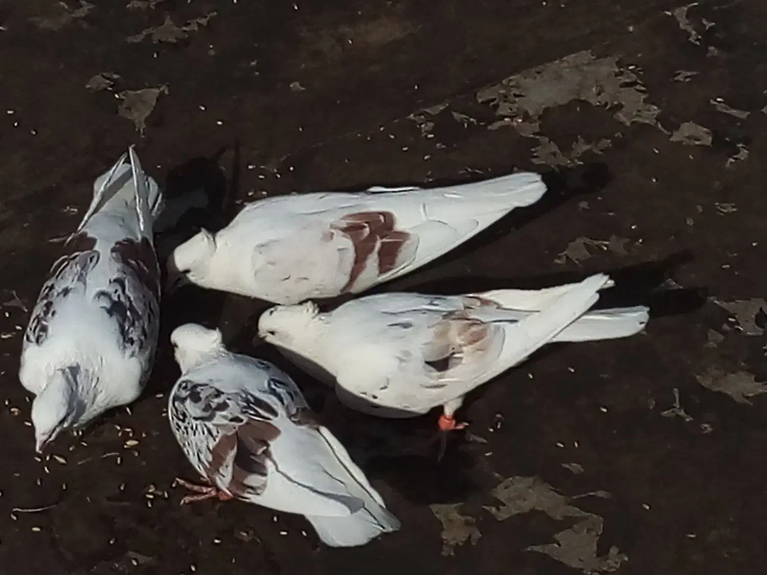 کفتر پشتدار و سرور|پرنده|پاکدشت, پاکدشت (مامازند)|دیوار