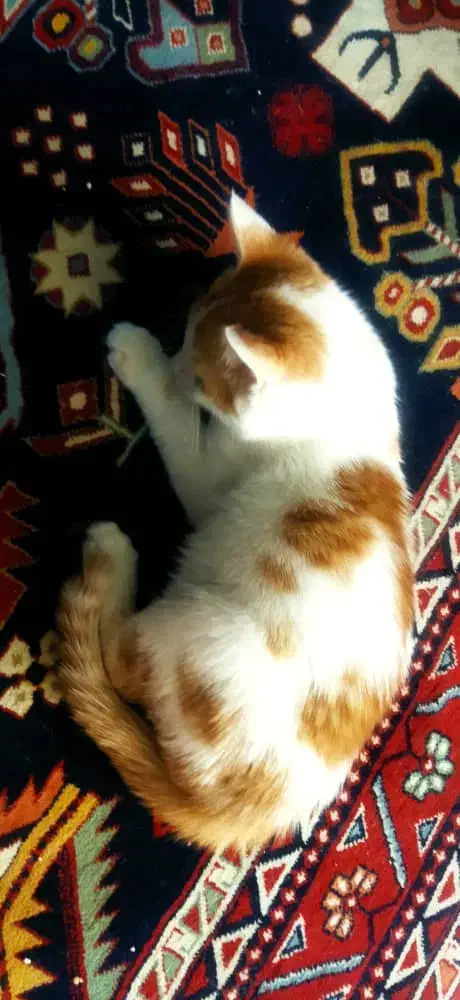 واگذاری بچه گربه|گربه|شیراز, جانبازان|دیوار