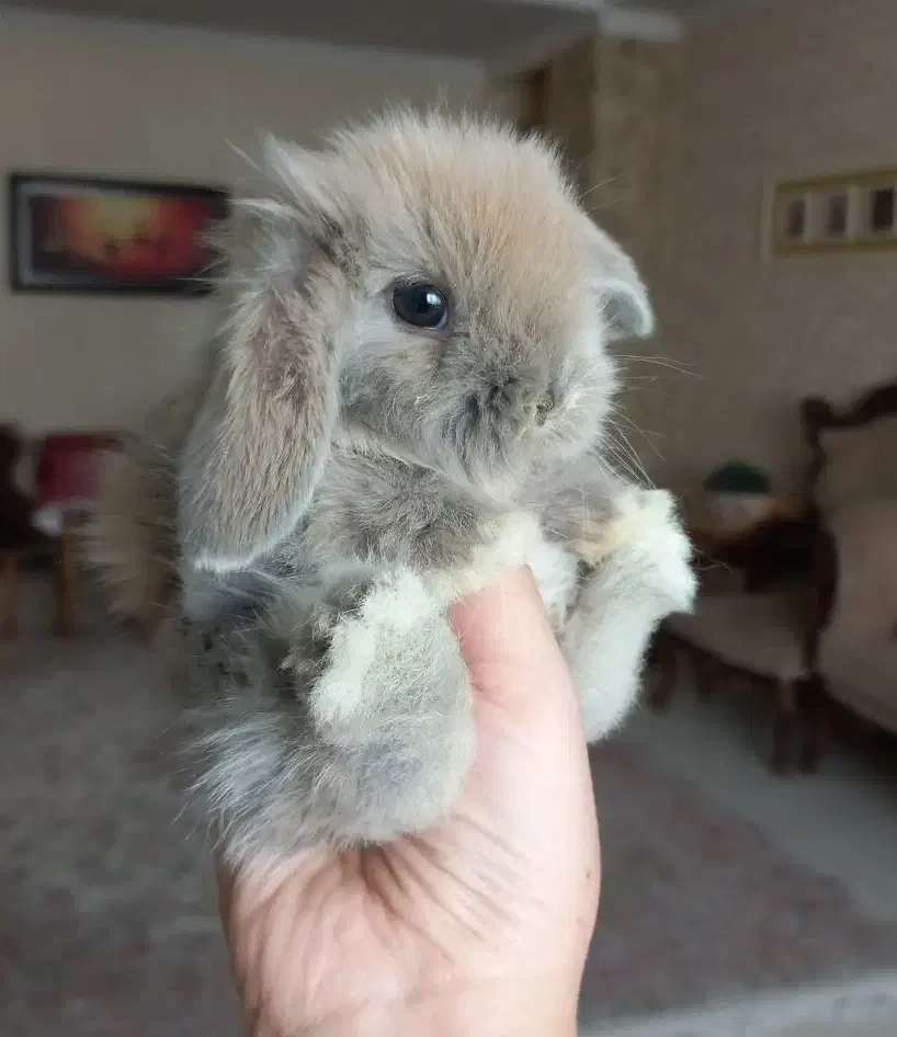 خرگوش های مینی لوپ فرانسوی عروسکی|موش و خرگوش|تهران, پونک|دیوار