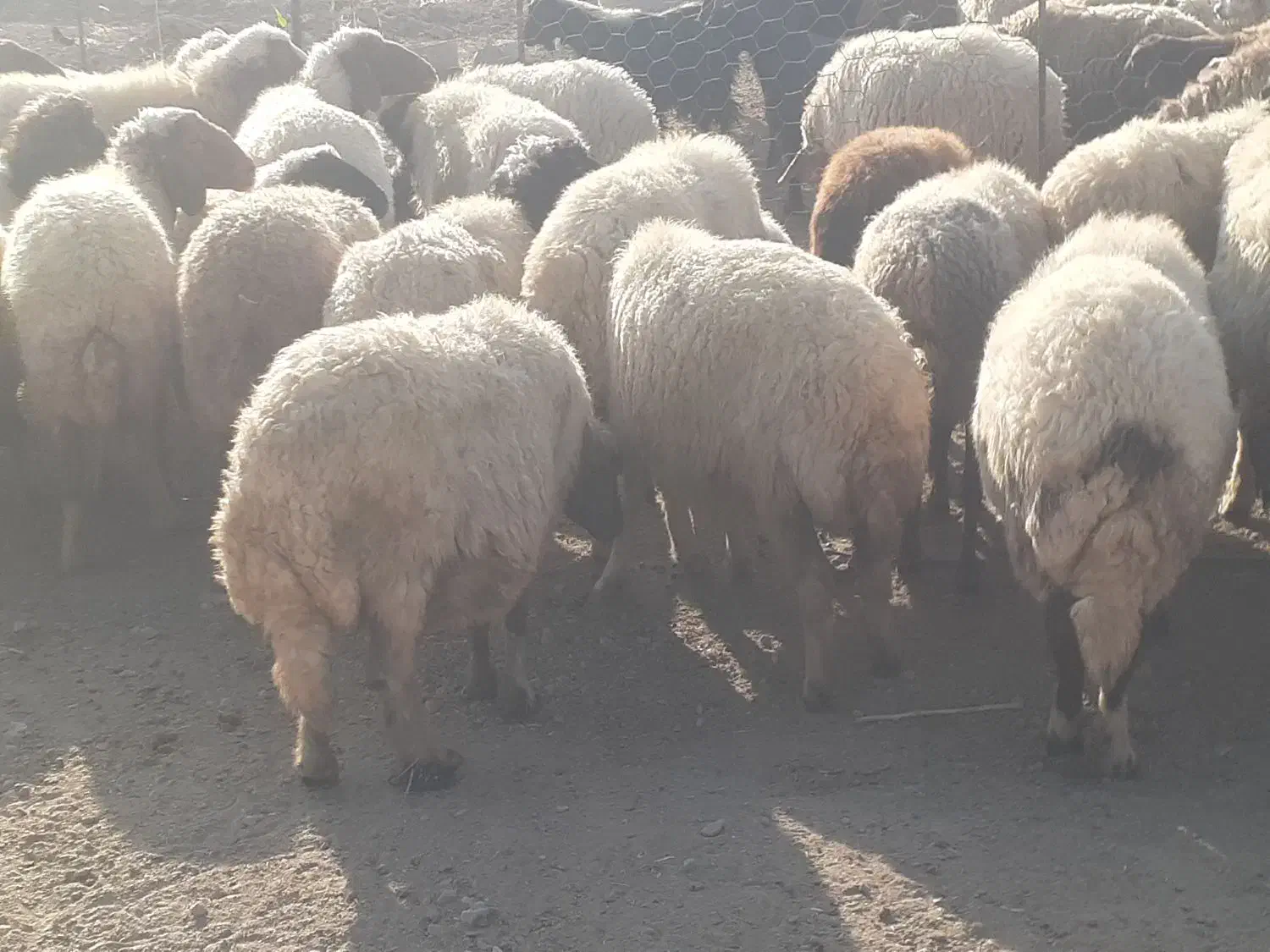 گله میش و بره ..گوسفند ابستن|حیوانات مزرعه|رومشکان, |دیوار