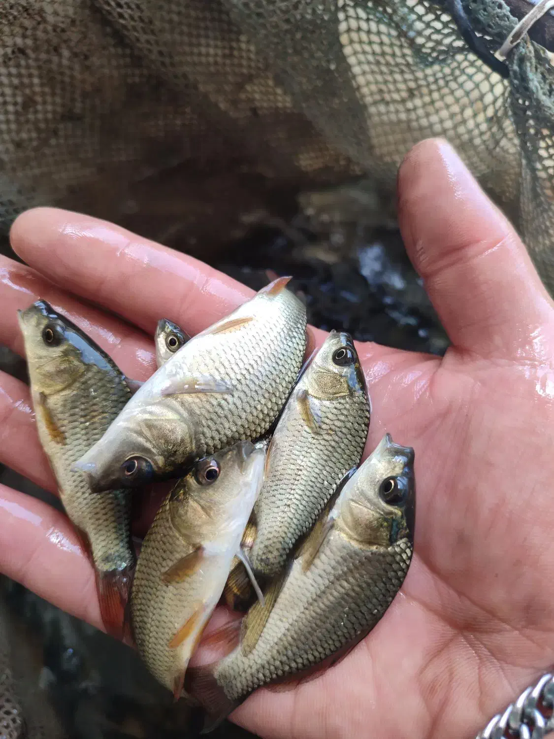 پخش ماهی جهاد|ماهی|قزوین, |دیوار