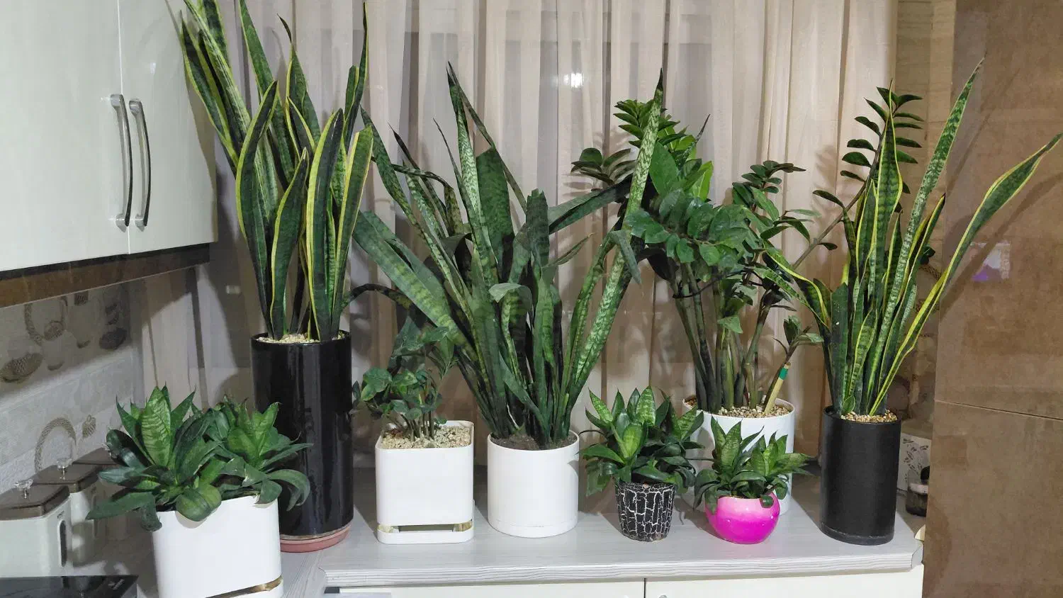 گُل سانسوریا، زاموفیلا|گل و گیاه طبیعی|شاهین‌شهر, فیض|دیوار