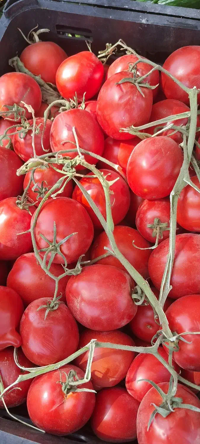 یک سبد نارنگی|خدمات حمل و نقل|انار, |دیوار