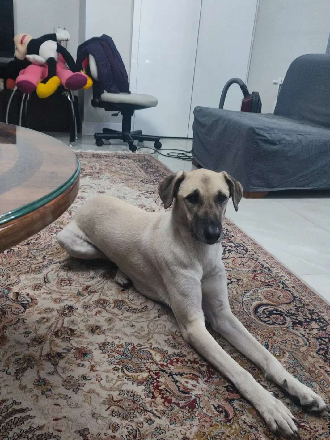 سگ و گربه|سگ|تهران, درکه|دیوار