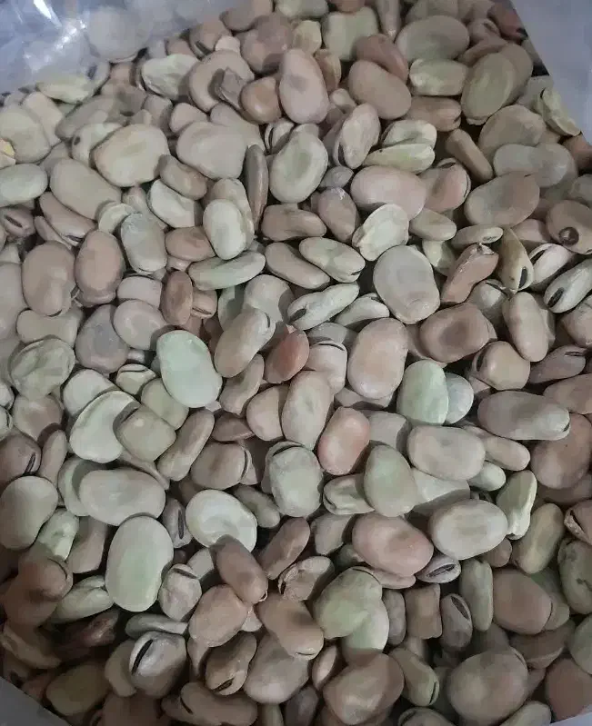 فروش باقله یا باقالی|عمده‌فروشی|ششده و قره بلاغ, |دیوار