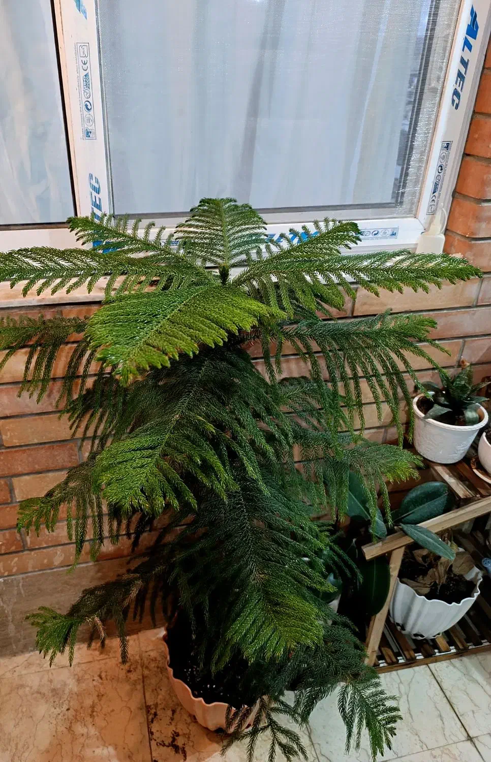 کاج مطبق یک و نیم متر|گل و گیاه طبیعی|ابریشم, |دیوار