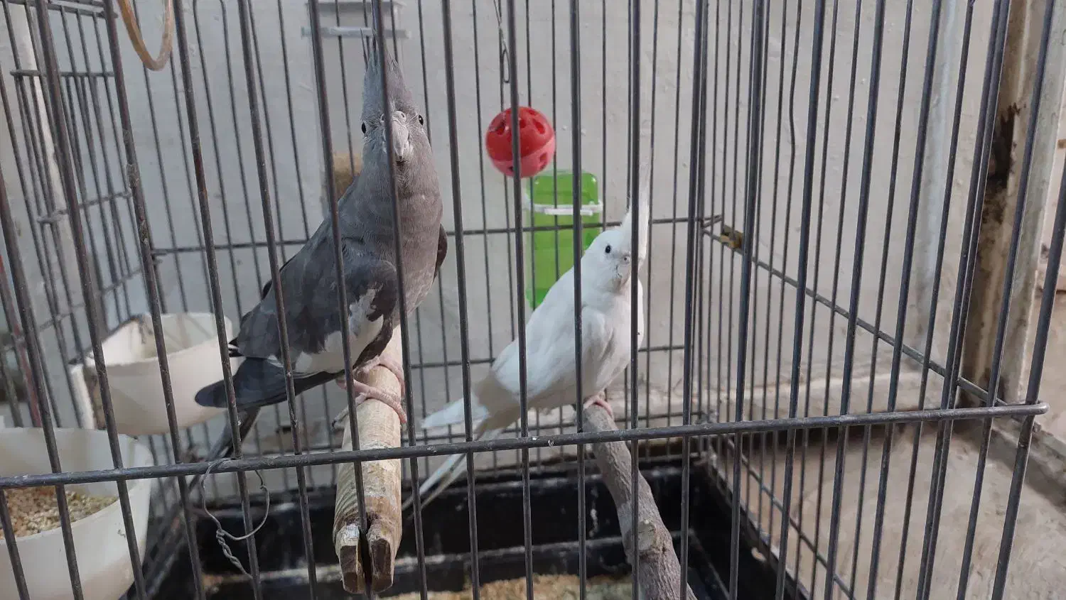 عروس هلندی .طوطی برزیلی ابی .مرغ عشق سبز|پرنده|نسیمشهر, |دیوار