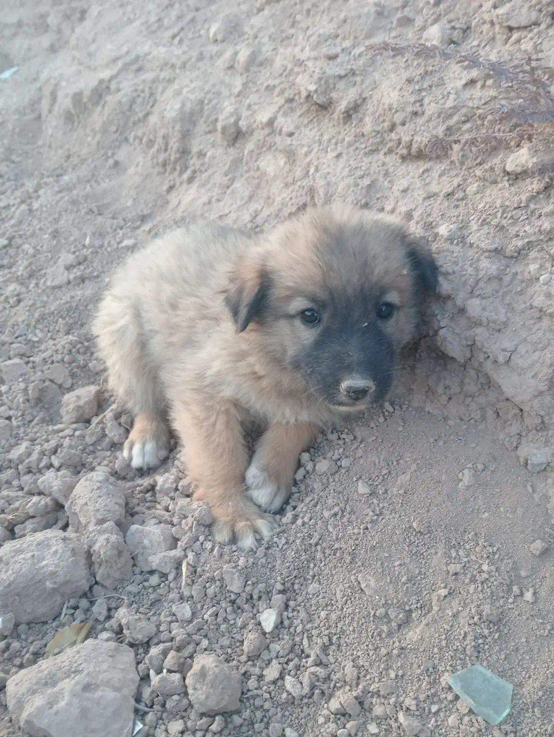 سگ افغان|سگ|کرمان, |دیوار