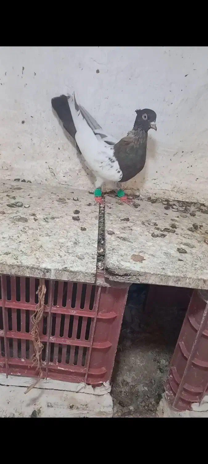 کبوتر|پرنده|تاکستان, |دیوار