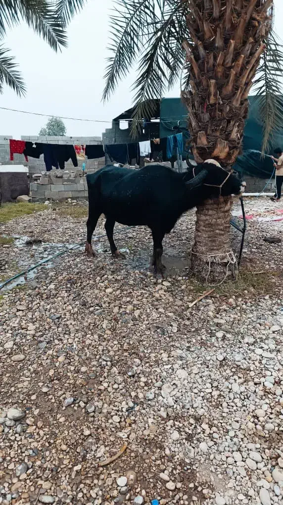 شوشتر شعیبیه|حیوانات مزرعه|شوشتر, |دیوار