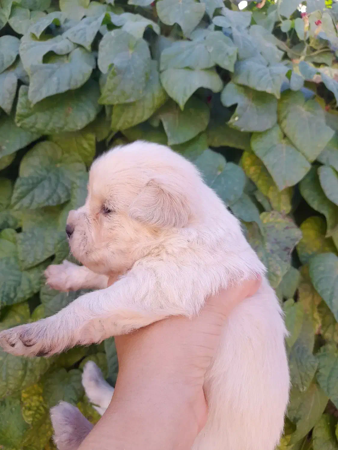 توله سگ شیتزو|سگ|زرند, |دیوار