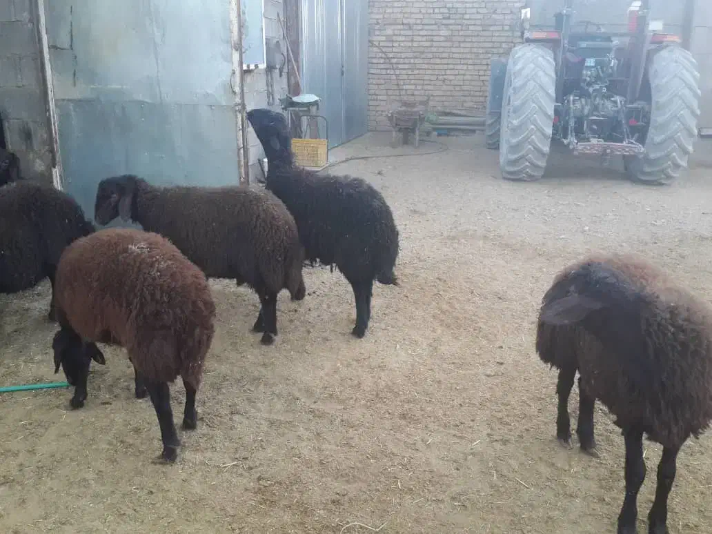 بره نر بره قوچی قزل افشار|حیوانات مزرعه|سیدان, |دیوار