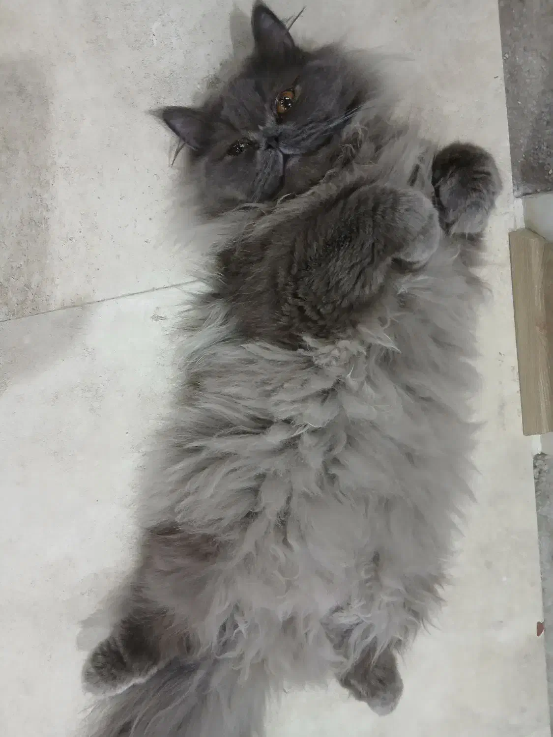 جفت گیری گربه|گربه|تهران, فدک|دیوار