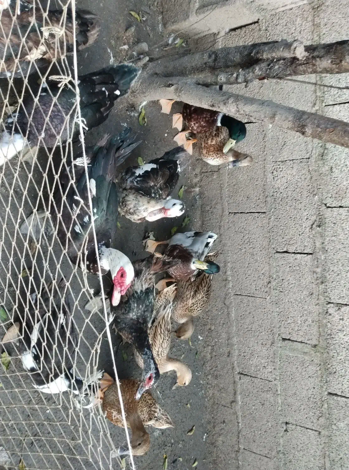 اردک اسراییلی و محلی|حیوانات مزرعه|رشت, لاکان|دیوار