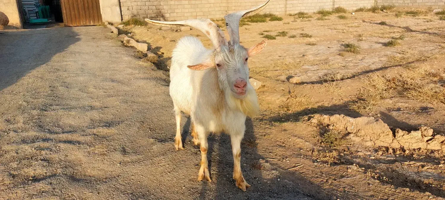 فروش نربز سانن|حیوانات مزرعه|خواف, |دیوار