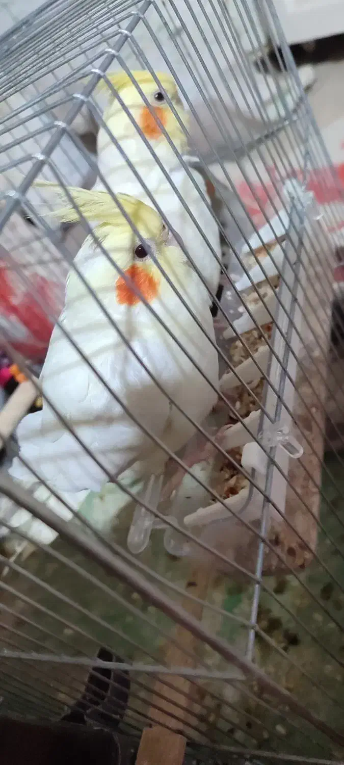 یک جفت عروس هلندی لوتینو|پرنده|فامنین, |دیوار