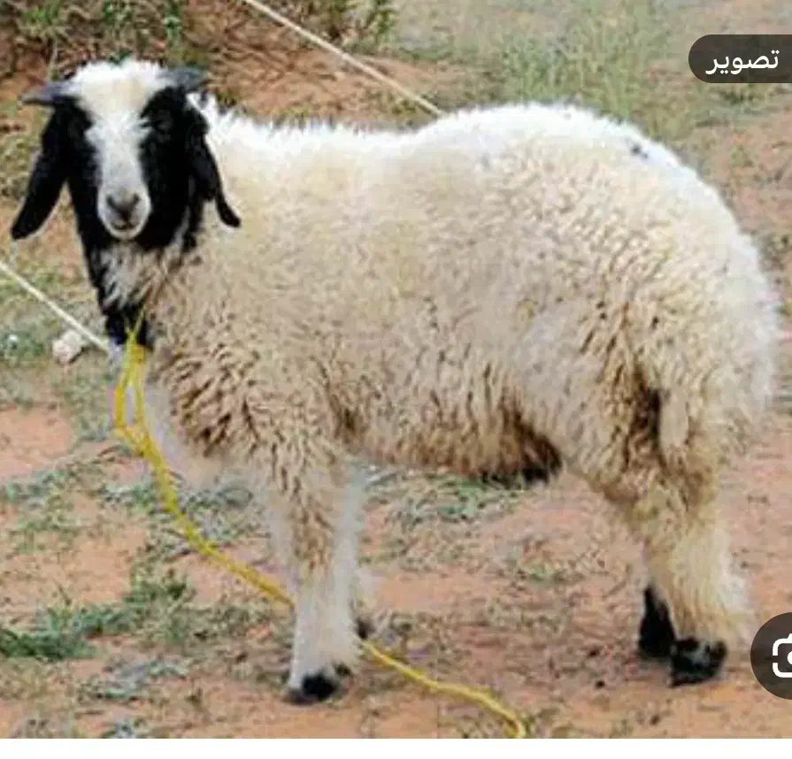 کشتار گوسفند|خدمات پذیرایی، مراسم|مشهد, شهرک ابوذر|دیوار