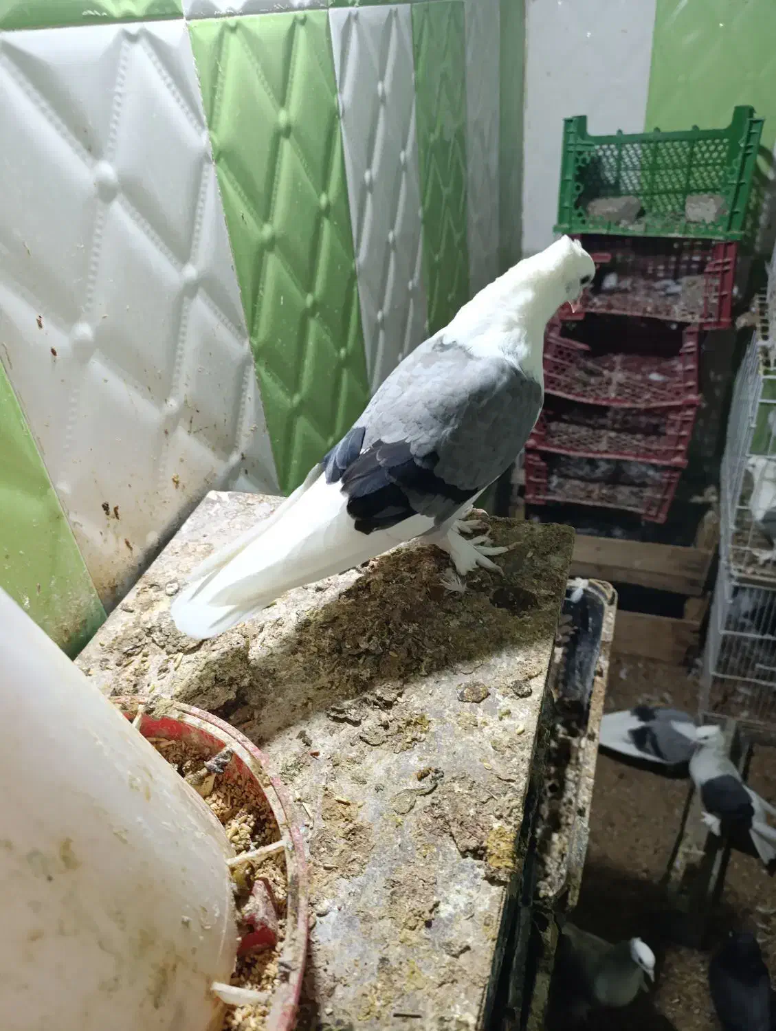 فروش دوکت سبز نر|پرنده|بندر گناوه, |دیوار