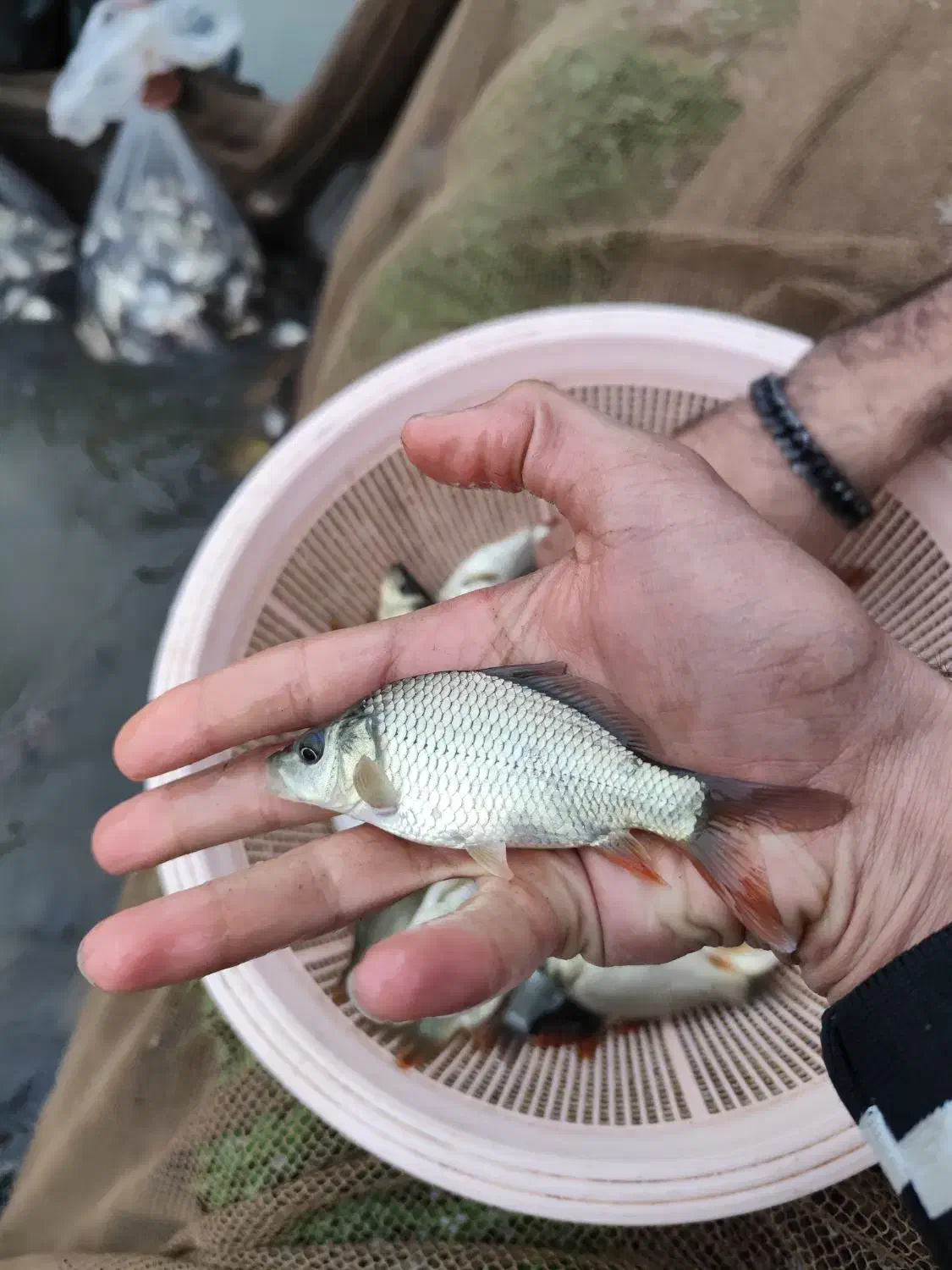 انواع بچه ماهی کپور آمور گرمابی|ماهی|تهران, ترمینال غرب|دیوار