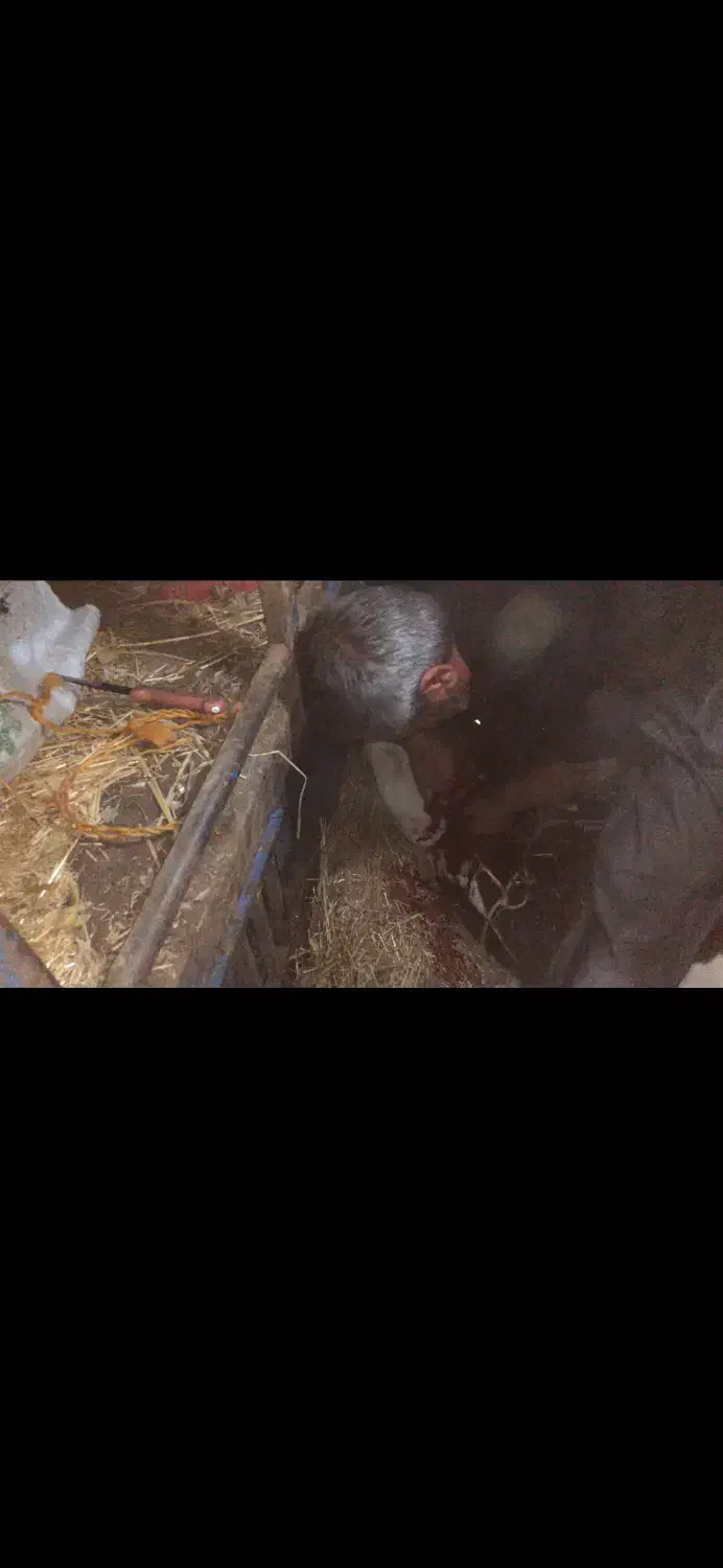 خرید فروش گاو گوشتی گاو افتاده خر ید ا ریم|حیوانات مزرعه|تاکستان, |دیوار