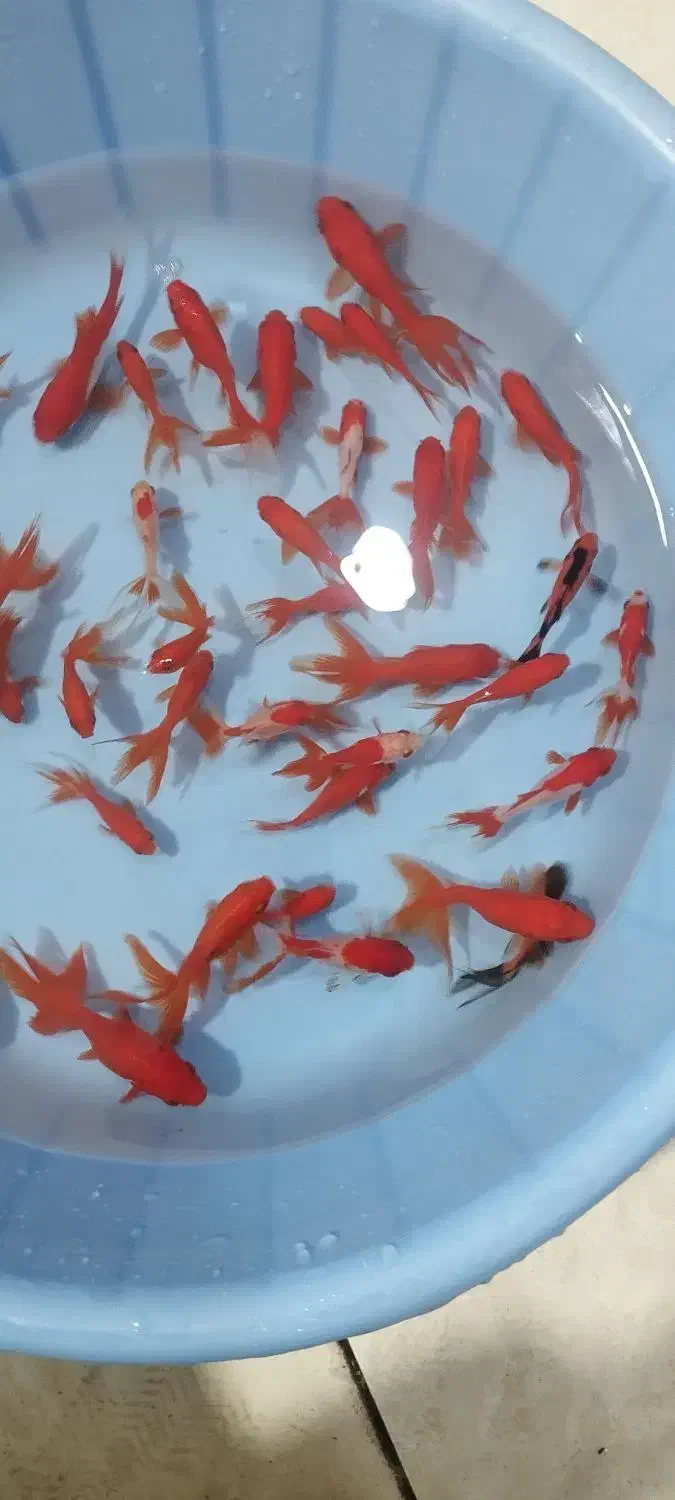 ماهی گلدفیش ماهی عید ماهی قرمز|ماهی|نسیم‌شهر, |دیوار