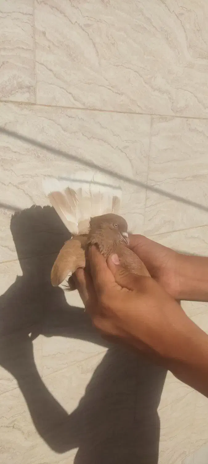 کفتر پرشی و قیمت مناسب|پرنده|اردکان, |دیوار