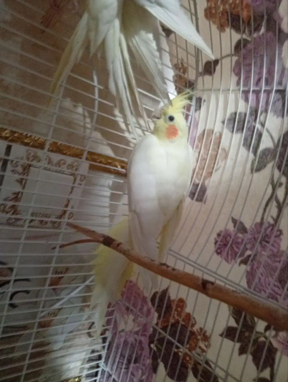 عروس هلندی نرو ماده|پرنده|مرند, |دیوار