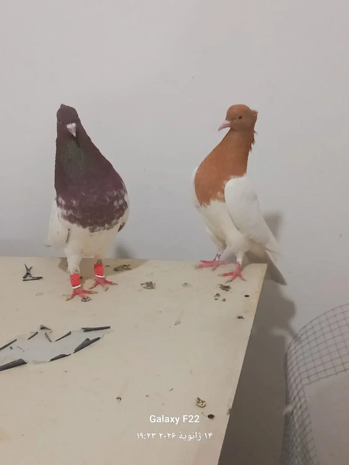 کبوتر کله زرد وسرخ|پرنده|مشهد, امام رضا (ع)|دیوار