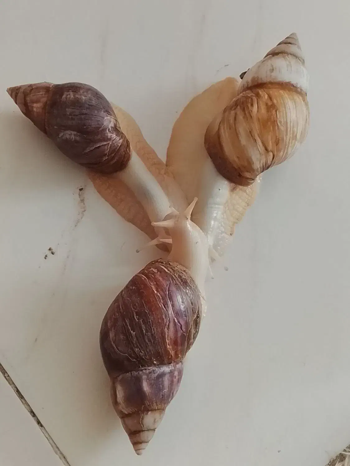 حلزون آلبینو و آچیلا|خزنده|قزوین, |دیوار