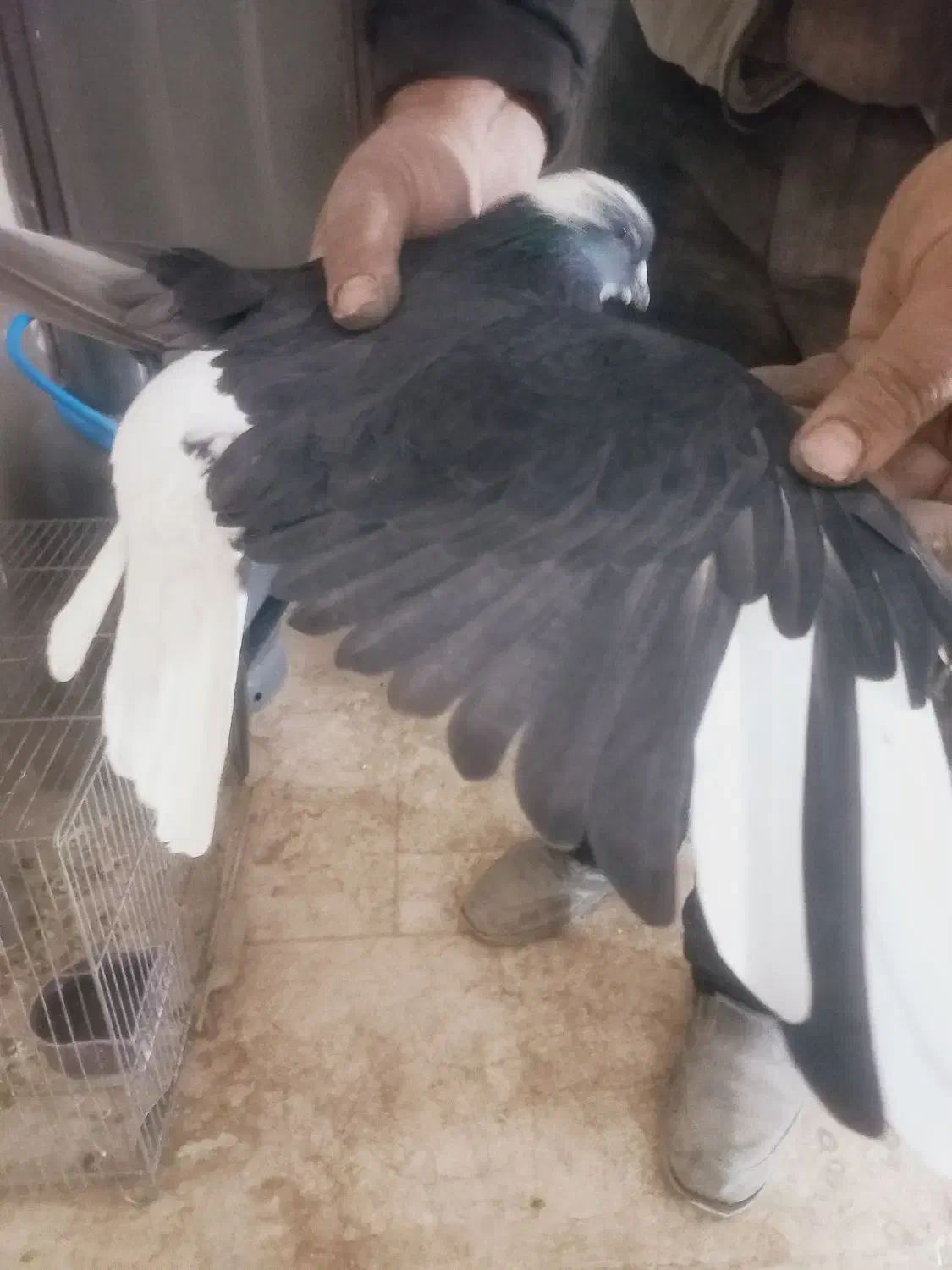 نر قارای تخت دم سفید|پرنده|نجفآباد, جعفرآباد|دیوار