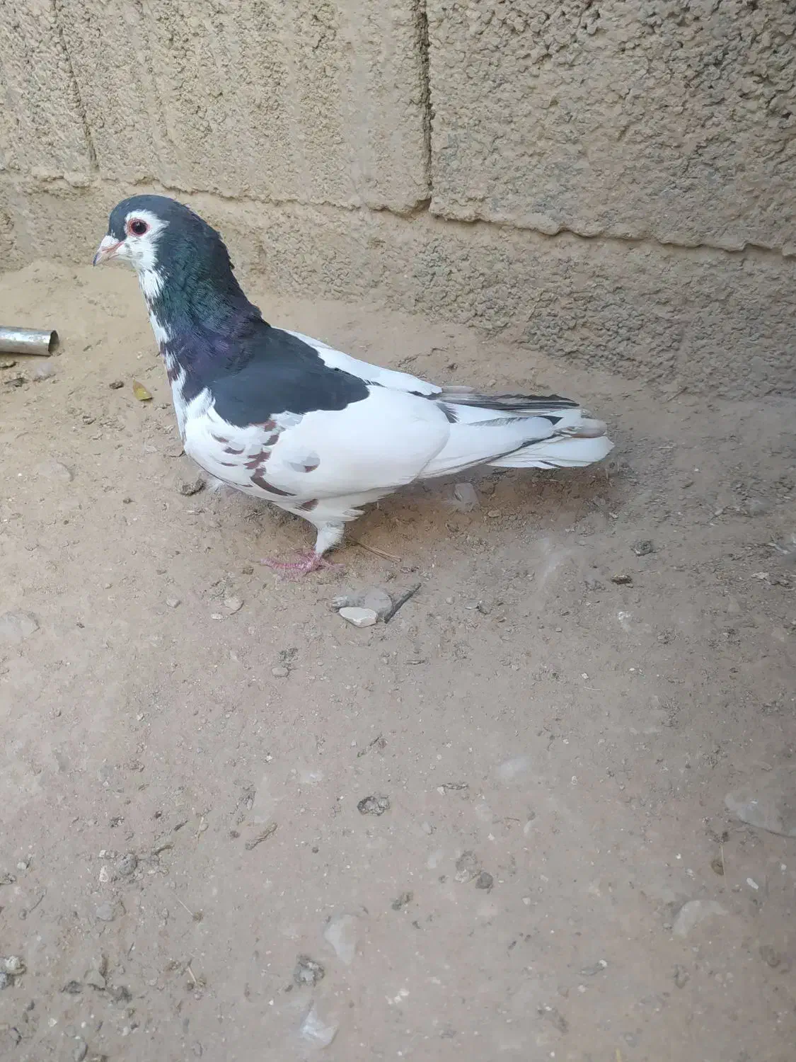 یال سیاه|پرنده|کوه چنار, |دیوار