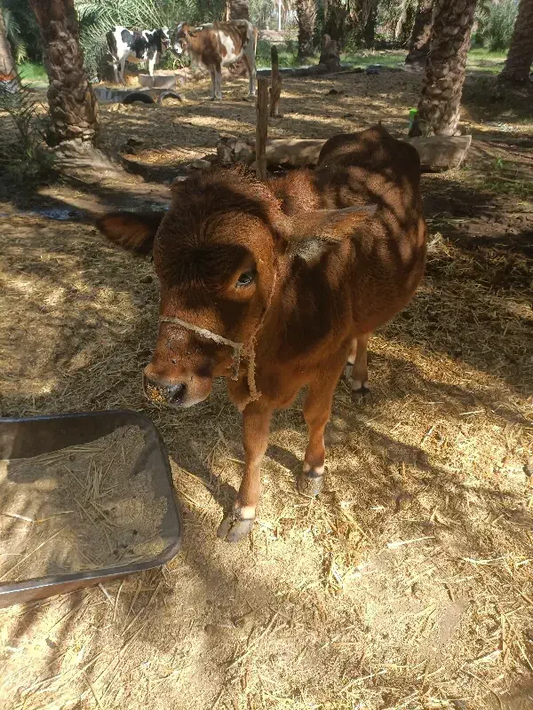 گوساله فروشی|حیوانات مزرعه|جازموریان, |دیوار