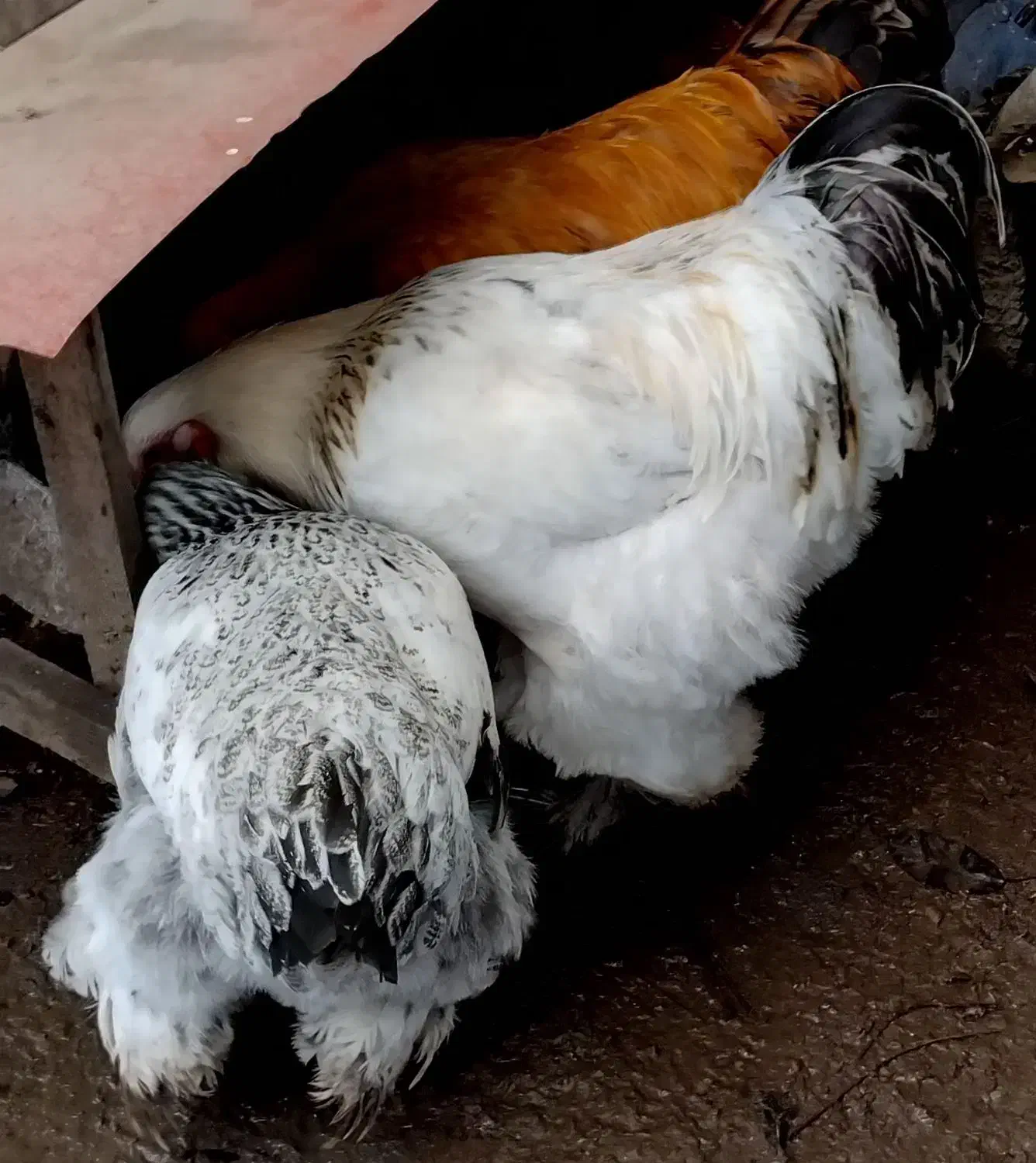 فروش مرغ و خروس برهما|حیوانات مزرعه|خرمآباد (تنکابن), |دیوار