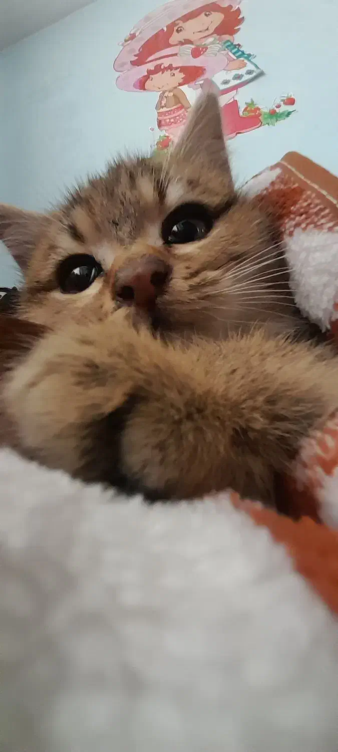 گربە خانگی|گربه|سنندج, |دیوار