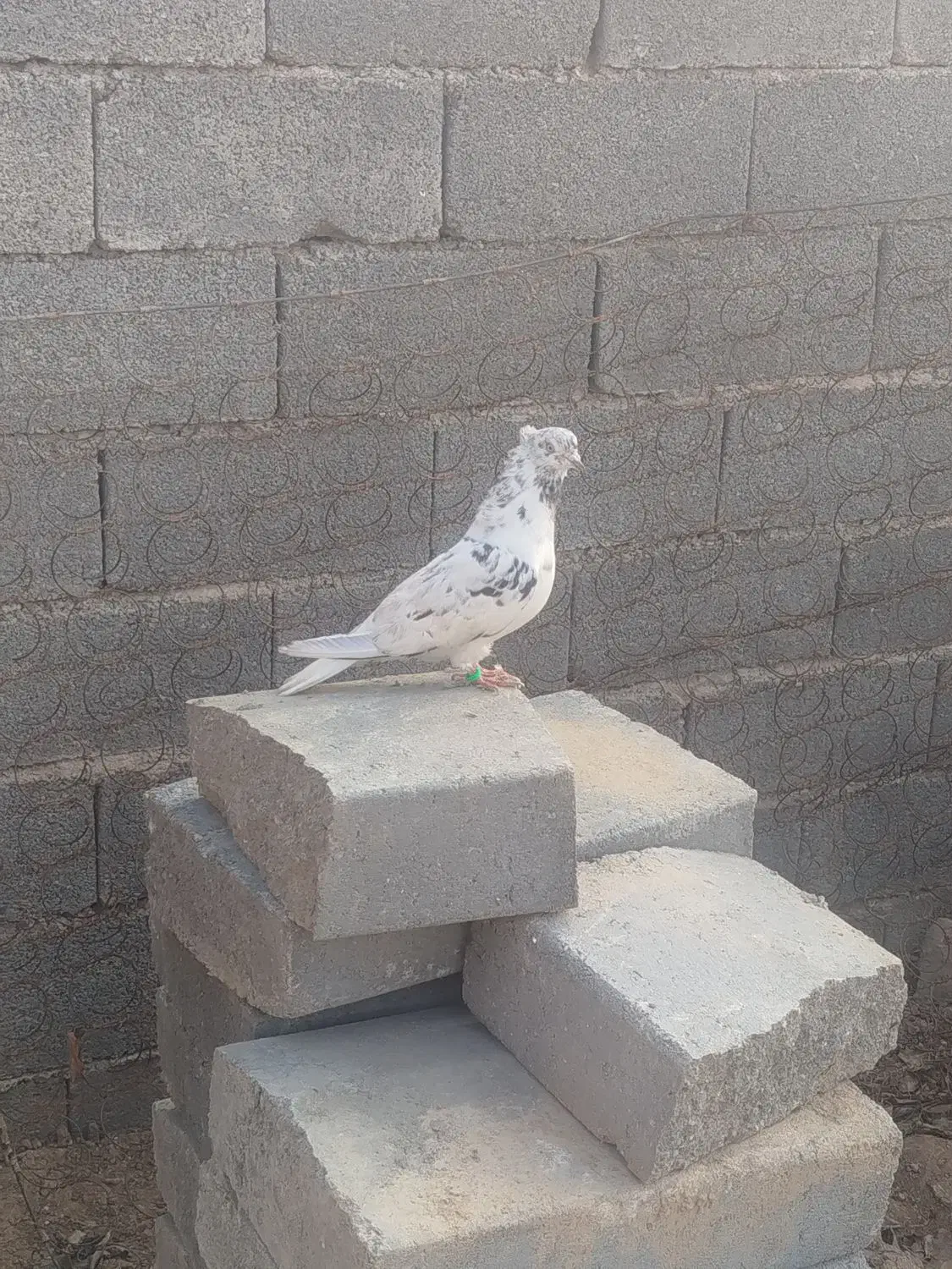 کبوتر سالم پرشی به شرت|پرنده|دوتپه, |دیوار
