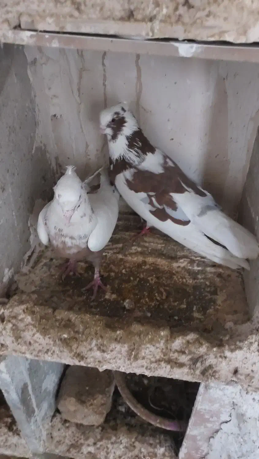 کبوتر|حیوانات|کرمانشاه, |دیوار