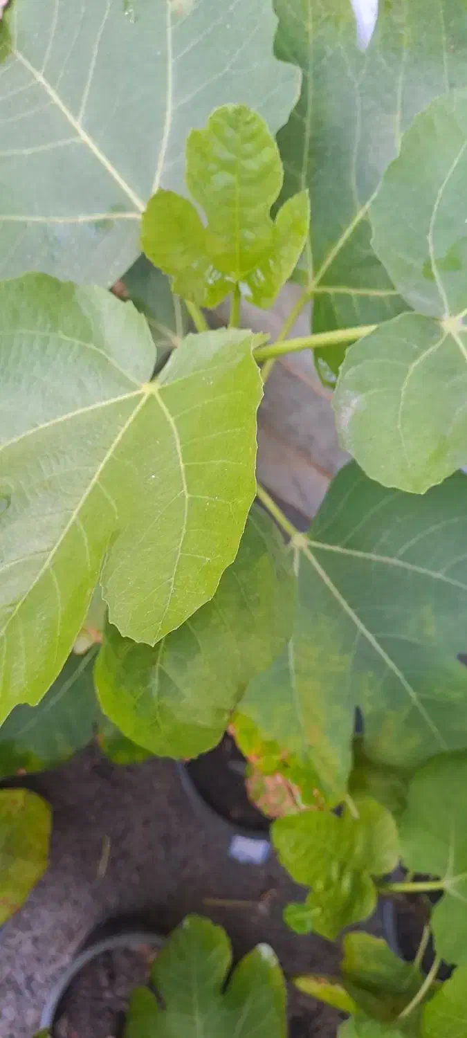 درخت باغی|خدمات باغبانی و درختکاری|گرگان, |دیوار