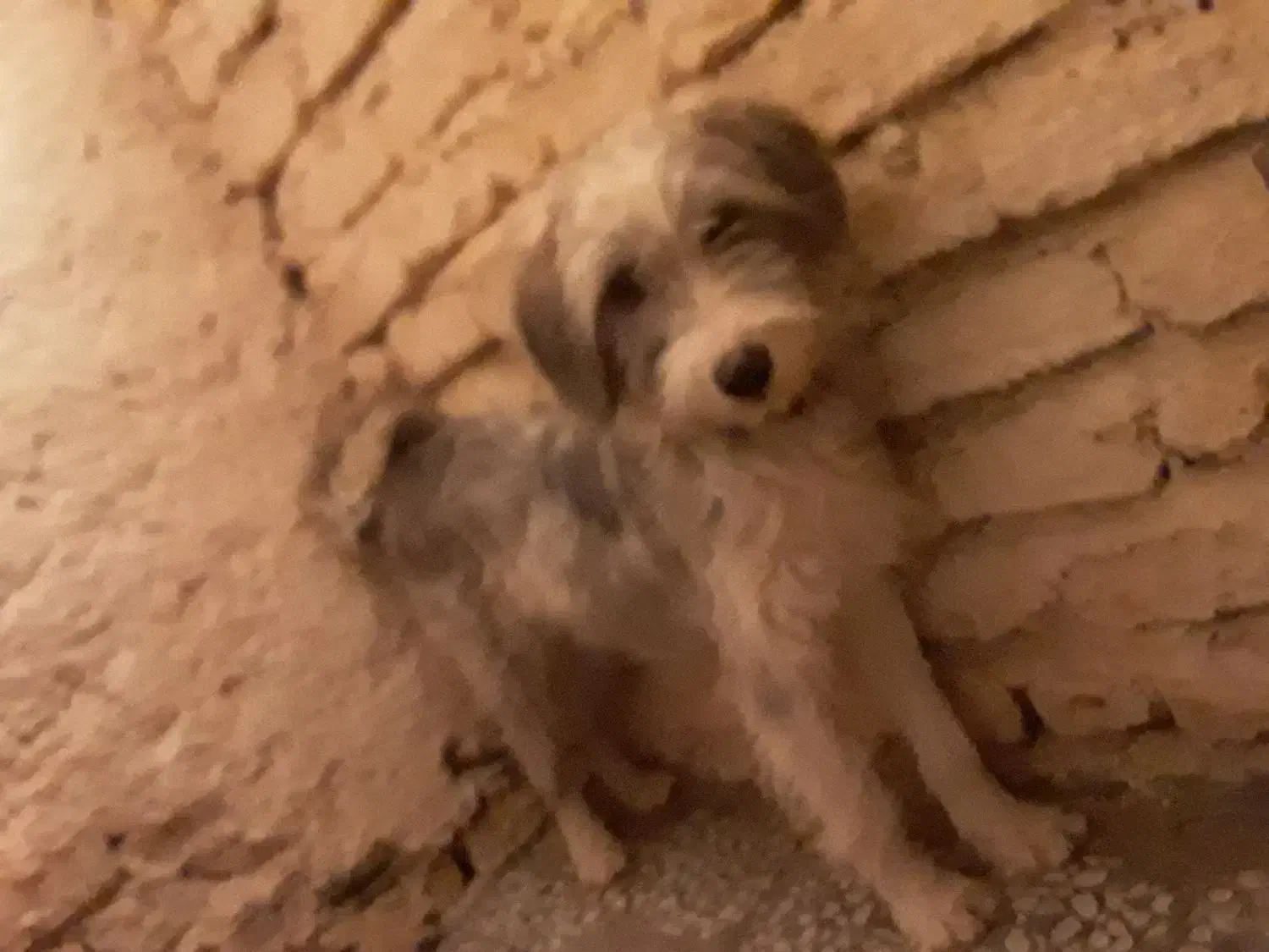 توله سگ ماده قدرجونی ریشی گله ای|سگ|اصفهان, کوی امیریه|دیوار